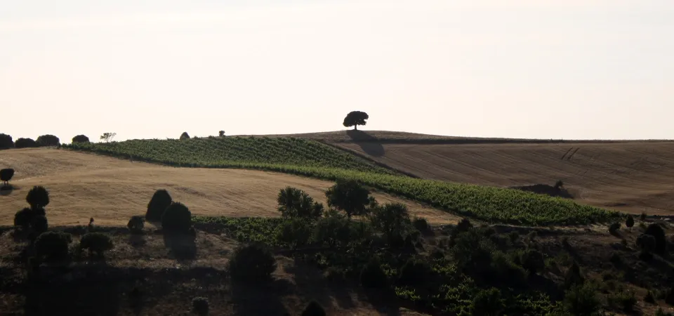 Un pequeño viñedo para un gran vino