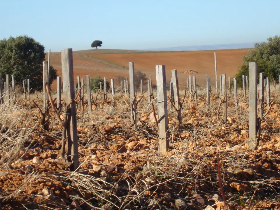 Altos del Enebro Terroir Terruño