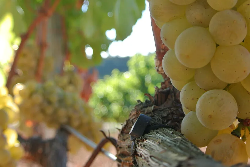 variedad de uva Albillo Mayor